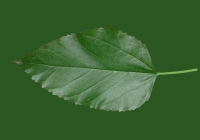 Mulberry Tree Leaf Texture