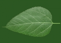 Mulberry Tree Leaf Texture