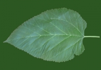 Mulberry Tree Leaf Texture Map