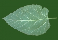 Mulberry Tree Leaf Texture Map