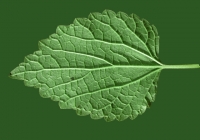 Nettle Leaf Texture