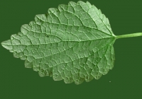 Nettle Leaf Texture