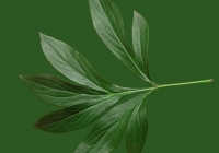 Free Pion Leaf Texture 01