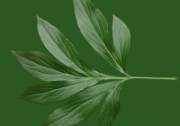 Free Pion Leaf Texture 03