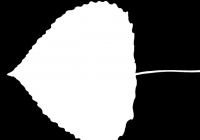Poplar Tree Leaf Texture Mask 03