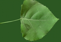 Poplar Tree Leaf Texture 02