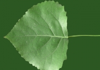 Poplar Tree Leaf Texture 03