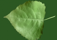 Poplar Tree Leaf Texture 04