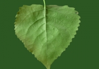 Poplar Tree Leaf Texture 05