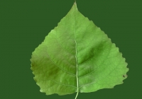 Poplar Tree Leaf Texture 06