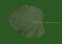 Tilia Tree Leaf Texture