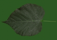 Teil Tree Leaf Texture