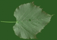 Linden Tree Leaf Texture