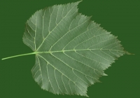 Linden Tree Leaf Texture