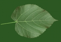 Free Teil Tree Leaf Texture