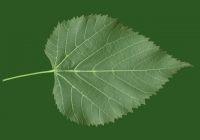 Linden Tree Leaf Texture