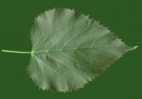 Teil Tree Leaf Texture