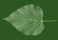 Linden Tree Leaf Texture