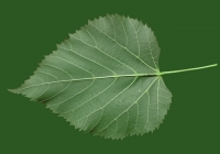 Tilia Tree Leaf Texture