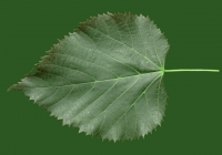 Linden Tree Leaf Texture