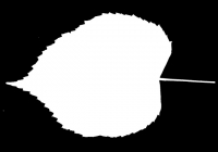 Tilia Tree Leaf Opacity Mask Texture
