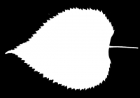 Tilia Tree Leaf Opacity Mask Texture