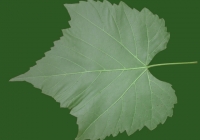 Grape Vine Leaf Texture 01