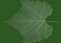 Grape Vine Leaf Texture 02