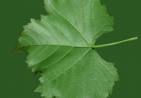 Grape Vine Leaf Texture 04