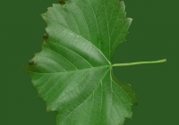 Grape Vine Leaf Texture 05