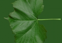 Grape Vine Leaf Texture 07