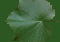 Grape Vine Leaf Texture 09