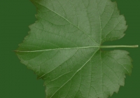 Grape Vine Leaf Texture 10