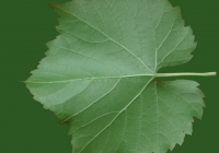 Grape Vine Leaf Texture 11