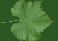 Grape Vine Leaf Texture 12