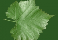 Grape Vine Leaf Texture 15