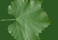 Grape Vine Leaf Texture 16