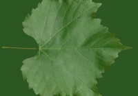 Grape Vine Leaf Texture 17