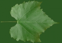 Grape Vine Leaf Texture 19