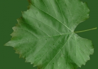 Grape Vine Leaf Texture 23