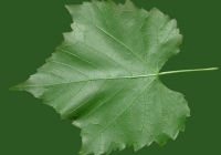 Grape Vine Leaf Texture 25