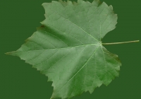 Grape Vine Leaf Texture 26