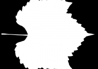Grape Vine Leaf Opacity Texture Map
