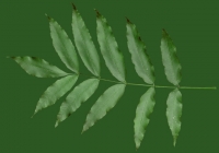 Black Walnut Leaf Texture