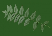 Black Walnut Leaf Texture