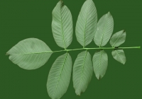 Walnut Tree Leaf Texture