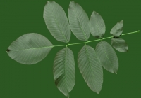Walnut Tree Leaf Texture