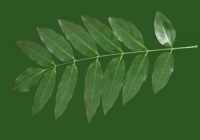 Honey Locust Tree Leaf Texture
