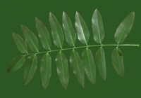 Honey Locust Tree Leaf Texture