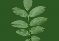 Common Walnut Leaf Texture
